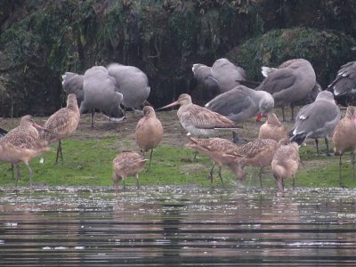Bar-tailed Godwit, adult