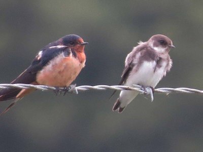 Barn and Bank Swallows