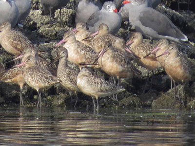Marbled Godwits