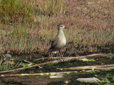 American Golden-Plover