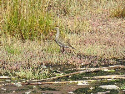 American Golden-Plover