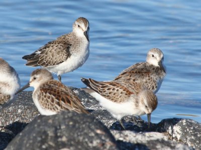 Semipalmated & Western Sandpipers