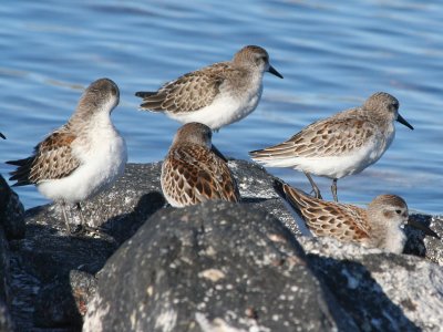 Semipalmated & Western Sandpipers