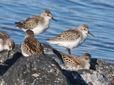 Semipalmated & Western Sandpipers