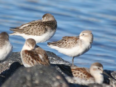 Semipalmated & Western Sandpipers