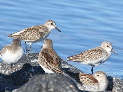 Semipalmated & Western Sandpipers