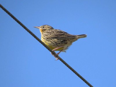 Western Meadowlark