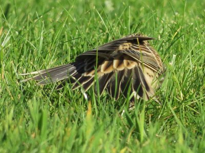 Lapland Longspur