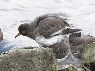 Surfbird