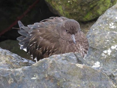 Black Turnstone