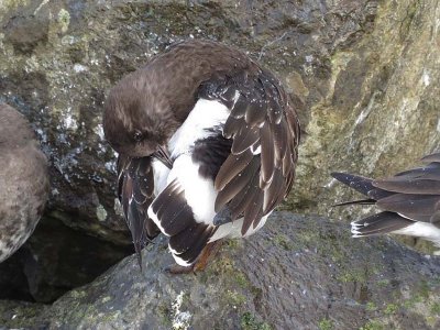 Black Turnstone