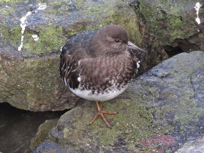 Black Turnstone