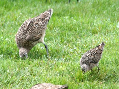 Greater and Lesser Lawn Probers