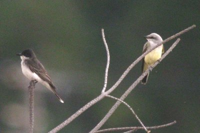 Kingbird Evolutionary Tree