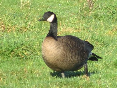 Green-billed Goose