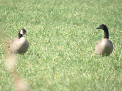 Black-cheeked Goose