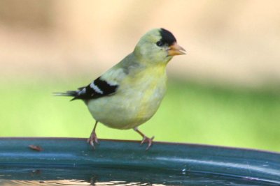 Who put bleach in this birdbath?