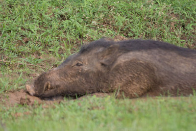 Sri-Lanka-102-Yala-Natl-Park-Wild-Boar.jpg