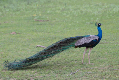 Sri-Lanka-105-Yala-Natl-Park-Wild-Peacock.jpg