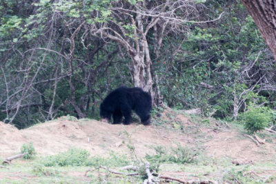 Sri-Lanka-114-Yala-Natl-Park-Wild-Bear.jpg