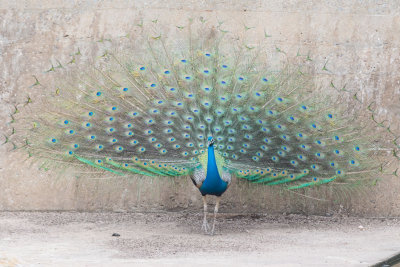Sri-Lanka-119-Yala-Natl-Park-Peacock.jpg
