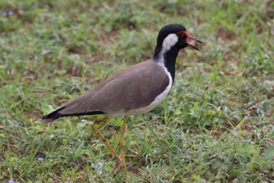 Sri-Lanka-123-Yala-Natl-Park-Bird.jpg