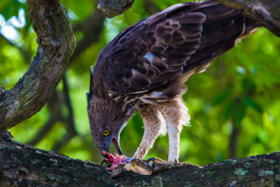 Sri-Lanka-125-Yala-Natl-Park-Eagle-eating-frog.jpg