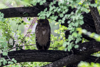 Sri-Lanka-126-Yala-Natl-Park-Owl.jpg