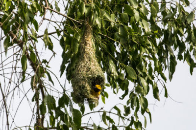 Sri-Lanka-127-Yala-Natl-Park-Bird-and-nest.jpg