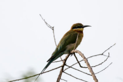 Sri-Lanka-128-Yala-Natl-Park-Brown-chested-Beeeater.jpg