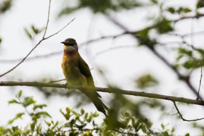 Sri-Lanka-129-Yala-Natl-Park-Brown-chested-Beeeater.jpg