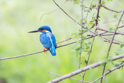 Sri-Lanka-130-Yala-Natl-Park-Blue-Kingfisher.jpg