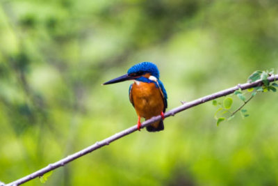 Sri-Lanka-131-Yala-Natl-Park-Blue-Kingfisher.jpg