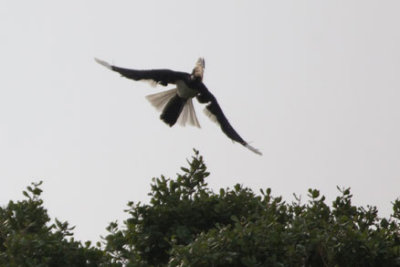 Sri-Lanka-135-Yala-Natl-Park-Hornbill.jpg