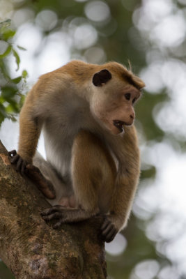 Sri-Lanka-137-Yala-Natl-Park-Monkey.jpg
