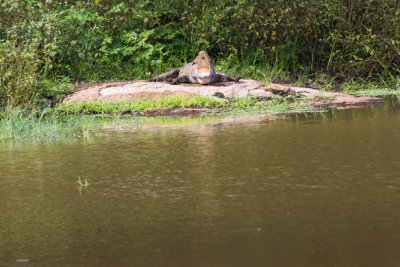 Sri-Lanka-139-Yala-Natl-Park-Crocodile.jpg