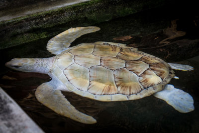 Sri-Lanka-254-Turtle-Hatchery.jpg
