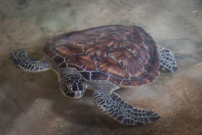 Sri-Lanka-255-Turtle-Hatchery.jpg