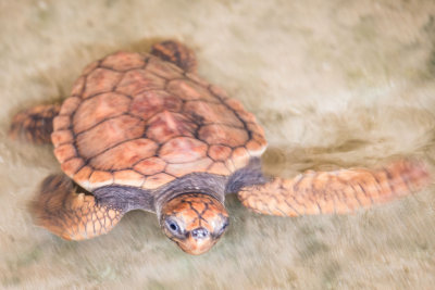 Sri-Lanka-256-Turtle-Hatchery.jpg