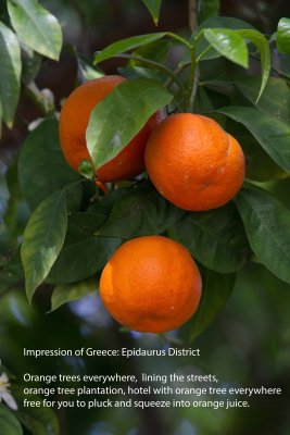 001 Greece Oranges.jpg