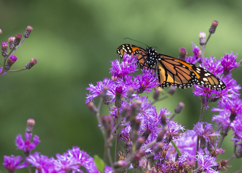 Monarch on Ironweed - Vernonia noveboracensis IMGP7524a.jpg