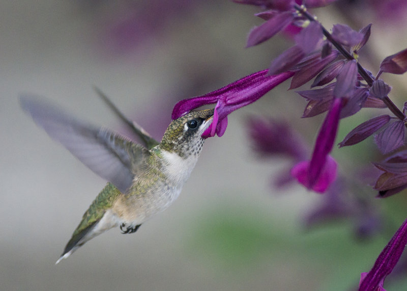 Salvia Love and Wishes IMGP4165a.jpg