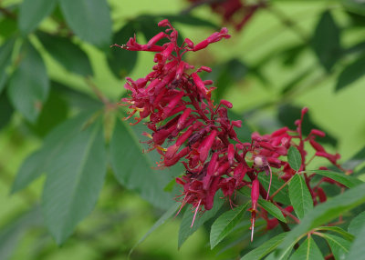aesculus pavia IMGP2100.jpg