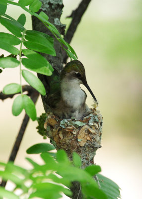 Lining the nest IMGP2055a.jpg