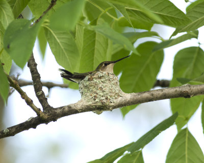 Nest 2 IMGP3057.jpg