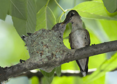 2013 Ruby-throated Hummingbird Nest