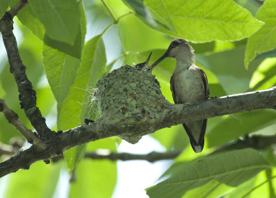 One in the nest - feeding time IMGP1560.jpg