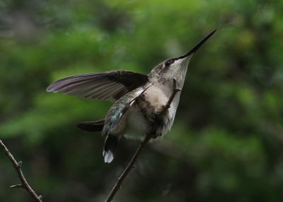 2013 Ruby-throated Hummingbird Nest