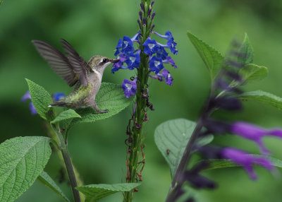 Porterweed and Hummingbirds