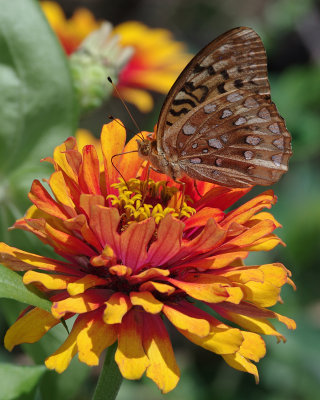 Great Spangled Fritillary IMGP2629.jpg